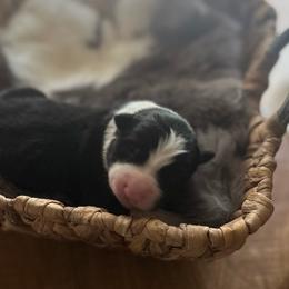 B and W girl 1 - Black and white female Border Collie puppy in Jonesboro, Arkansas from Hampton Border Collies