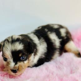 Tessa - Blue merle female Toy Australian Shepherd puppy in Luling, Texas from Little Wood Toy and Mini Aussies