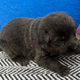 Boy 5-blue - Gray male German Shepherd puppy in Sharon Grove, Kentucky from Julie’s Shepherds