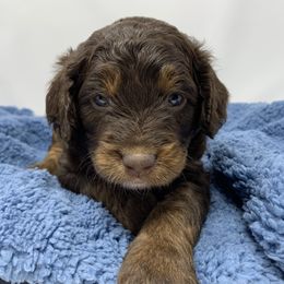 Goldendoodle Puppies from FamilyLoved Doodles