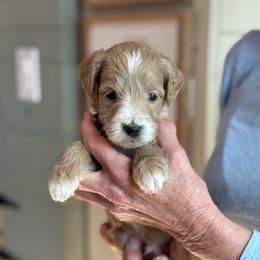 Wick - Apricot male Goldendoodle puppy in Wharton, Texas from Little Fur Friends