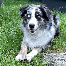 Linus - Australian Shepherd