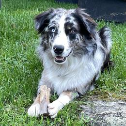 Linus - Australian Shepherd