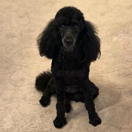 Marla - Poodle