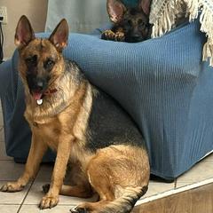 German Shepherd Puppies from North Shore Shepherds