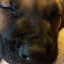 Rhodesian Ridgebacks from Fallriver Ridgebacks
