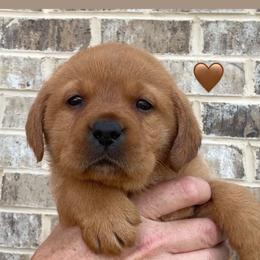 Brown collar - Yellow female Labrador Retriever puppy in Clinton, Tennessee from Summer Rose