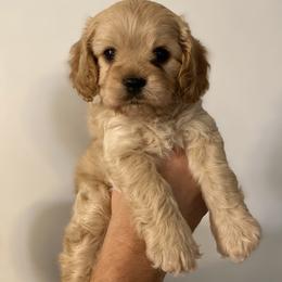 Australian Labradoodle, Cavapoo, Goldendoodle, and Poodle Puppies from Leila Pearson