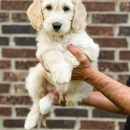 Goldendoodle Puppies from Gentry Doodles