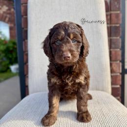 Guinness - Brown female Bernedoodle puppy in Owasso, Oklahoma from Kallams Bernedoodles & Bernese Mountain Dogs