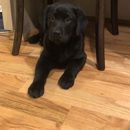 Labrador Retriever Puppies from New Life Labradors
