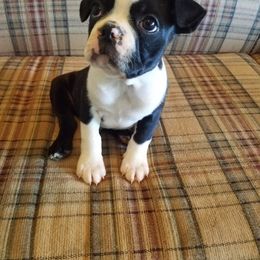 Boston Terrier Puppies from Willis Family Boston's
