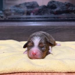 Charles - Blue merle male Miniature American Shepherd puppy in Terryville, Connecticut from Spirited Aussies