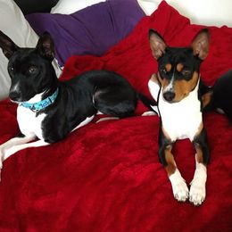 Basenjis and Rhodesian Ridgebacks from Lia Faille Basenji & Rhodesian Ridgebacks