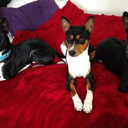 Basenjis and Rhodesian Ridgebacks from Lia Faille Basenji & Rhodesian Ridgebacks