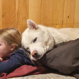 Fantom - Siberian Husky