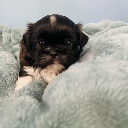 Drake - Tricolor male Shih Tzu puppy in Hawthorne, Florida from Simply Southern Shihtzus
