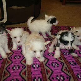 Chinese Crested Puppies from Wyldkhair Chinese Crested
