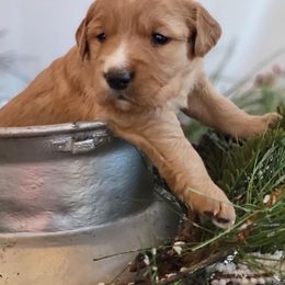 Golden Retriever Puppies from Loeffelholz Family Golden Retrievers