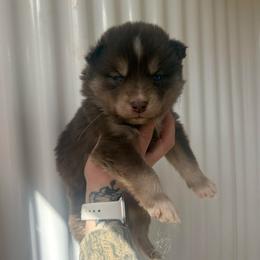Pink - Red and white female Siberian Husky puppy in Jonesborough, Tennessee from Dry Creek Siberians