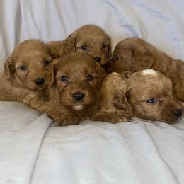 Cavapoo puppies from Mckendra's Legacy