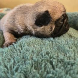 Girl 2 - Fawn female Pug puppy in Gaffney, South Carolina from Sunset Farms