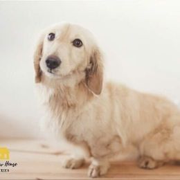 Flynn - Dachshund