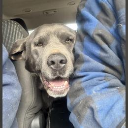 Labrador Retriever puppies from Ozark Mountain Kennel