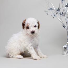 Parti Girl 2 AKC - Parti female Poodle puppy in Miami, Florida from JF Kennels Miniature & Toy Poodles