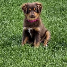 Penny - Toy Australian Shepherd