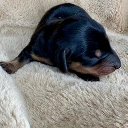 Babygirl - Black and cream female Dachshund puppy in Tulare, California from Dreamy Creamies