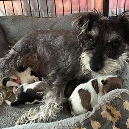 Miniature Schnauzers from Joyce's Miniature Schnauzers