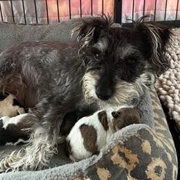Miniature Schnauzers from Joyce's Miniature Schnauzers