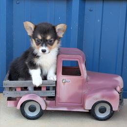 Paisley Ann - Black and tan female American Corgi puppy in Lufkin, Texas from Texas Lil Cowdogs