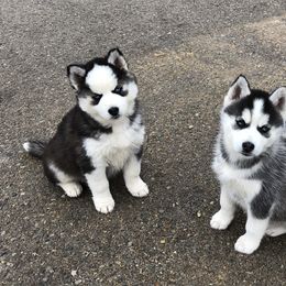 Siberian Husky Puppies from Kaia Reyne Husky's