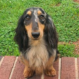 Rolland - Dachshund
