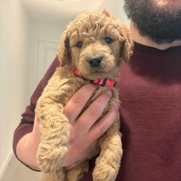 Daenerys - Red  female Goldendoodle puppy in Richmond, Texas from Harper’s Heartbeats