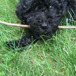 Barbet Puppies from Astarte Barbets