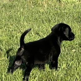 Boy 4 - Black male Labrador Retriever puppy in Black Creek, Wisconsin from Copper View Farm German Shepherds and Labrador Retreivers
