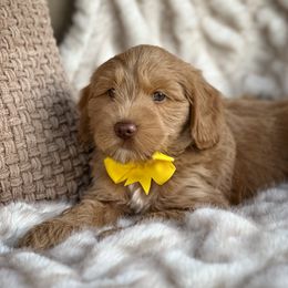 Jack - Apricot male Goldendoodle puppy in Florence, South Carolina from Candy Doodles