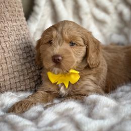 Jack - Apricot male Goldendoodle puppy in Florence, South Carolina from Candy Doodles