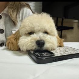 Cavapoo, Cockapoo, Goldendoodle, and Maltipoo Puppies from Perdue Puppies