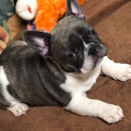 French Bulldog Puppies from Ponderosa Frenchies