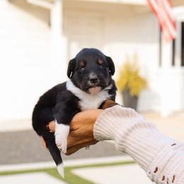 Bo Peep - Tri-color female Bernedoodle puppy in Yuba City, California from Ranch House Doodles