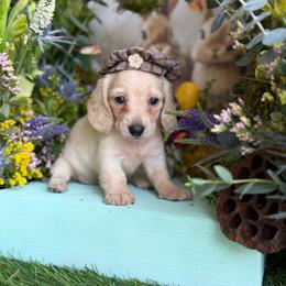 Tilly - Cream female Dachshund puppy in Wills Point, Texas from Duck Creek Farm