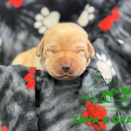 Green - Yellow male Labrador Retriever puppy in Beaverdam, Virginia from Riverside Sunset Labrador Retrievers