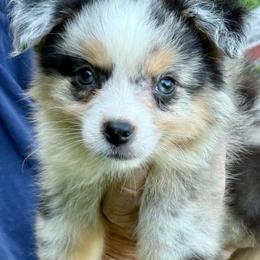 Raziah - Blue merle male Miniature Australian Shepherd puppy in Patterson, North Carolina from DreamLine Aussies