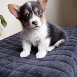 Pembroke Welsh Corgi Puppies from Lake Pepin Corgi's