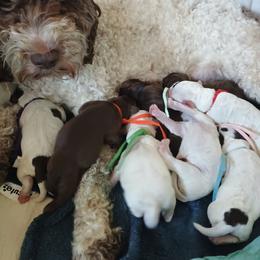 TBD - Caramel male Australian Labradoodle puppy in Atascadero, California from Classic Poodles and Doodles
