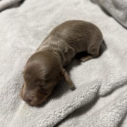Isabella and tan - Fawn (isabella) and tan female Dachshund puppy in Mount Vernon, Ohio from Double A Dachshunds